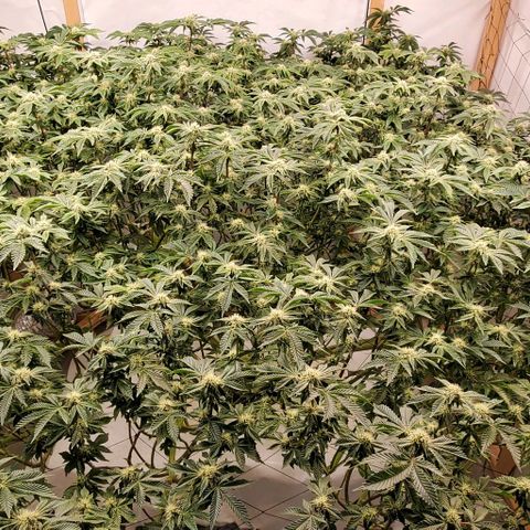 Glookies growlog timeline photo