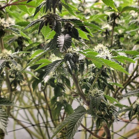 Glookies growlog timeline photo
