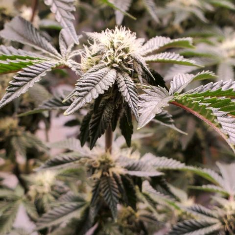 Glookies growlog timeline photo