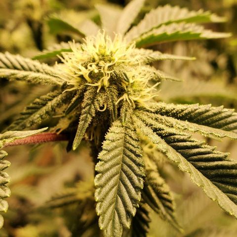 Glookies growlog timeline photo