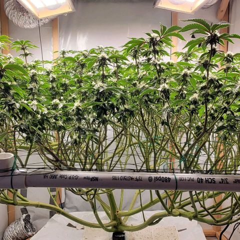 Glookies growlog timeline photo