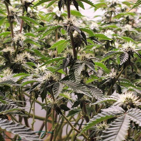Glookies growlog timeline photo