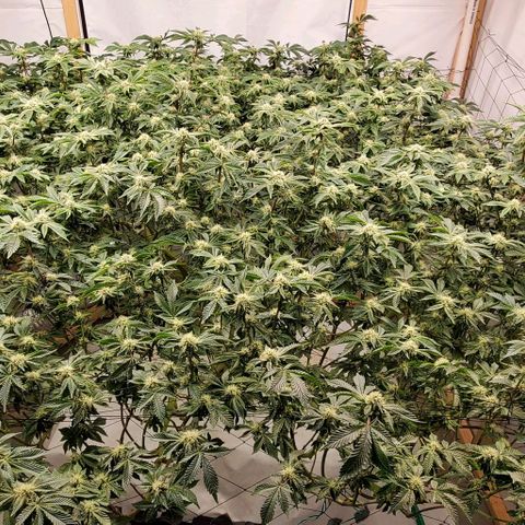 Glookies growlog timeline photo