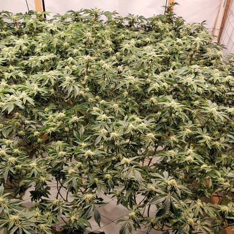 Glookies growlog timeline photo