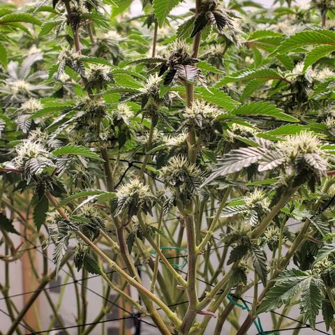 Glookies growlog timeline photo