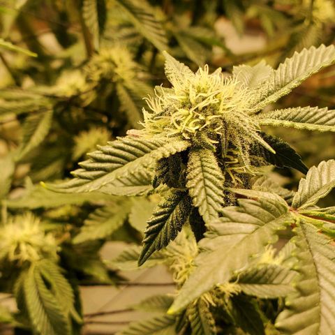 Glookies growlog timeline photo