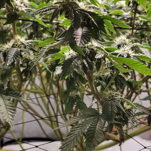 Glookies growlog timeline photo