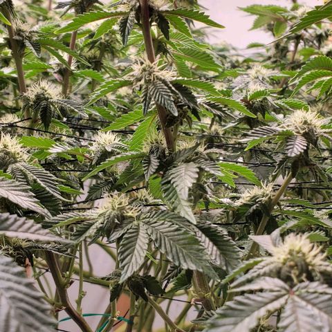Glookies growlog timeline photo