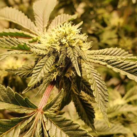 Glookies growlog timeline photo