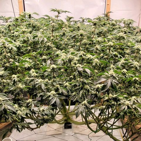 Glookies growlog timeline photo