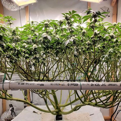 Glookies growlog timeline photo