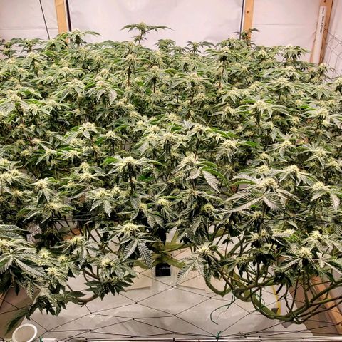 Glookies growlog timeline photo