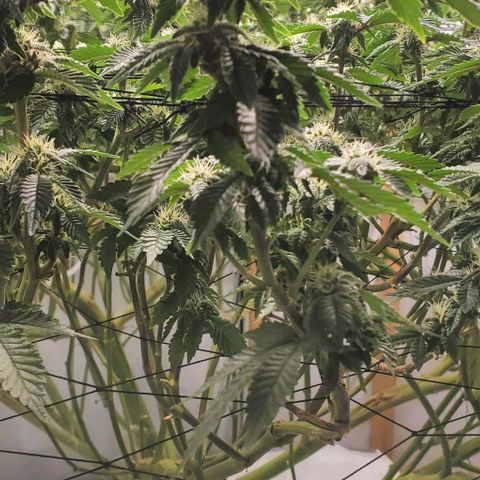 Glookies growlog timeline photo