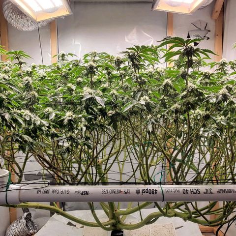 Glookies growlog timeline photo