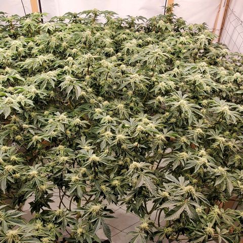Glookies growlog timeline photo