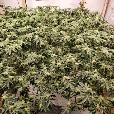 Glookies growlog timeline photo