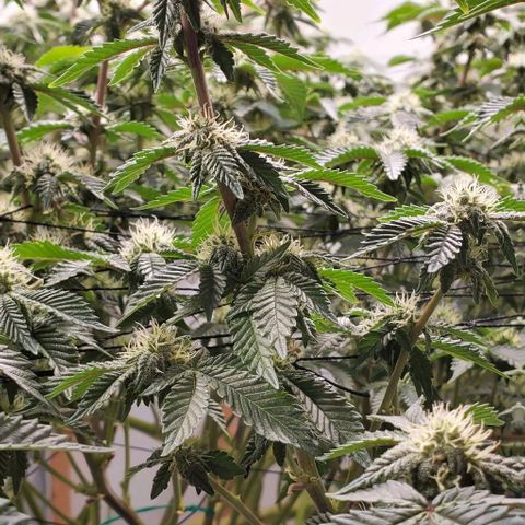 Glookies growlog timeline photo