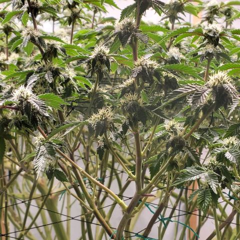 Glookies growlog timeline photo