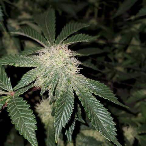 Glookies growlog timeline photo