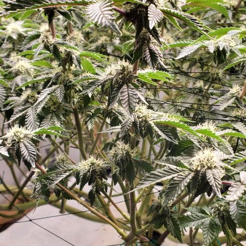 Glookies growlog timeline photo