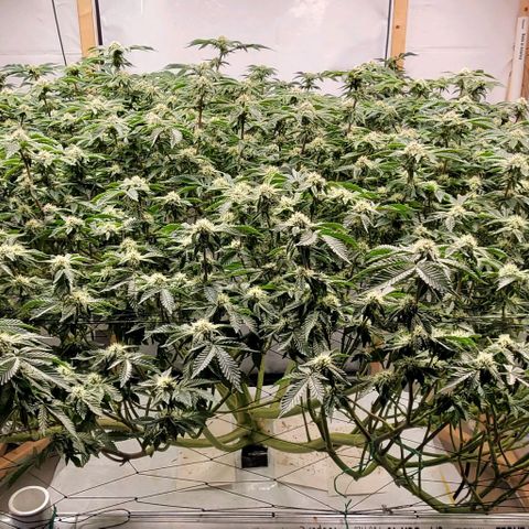 Glookies growlog timeline photo
