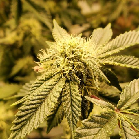 Glookies growlog timeline photo