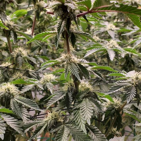 Glookies growlog timeline photo