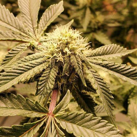 Glookies growlog timeline photo