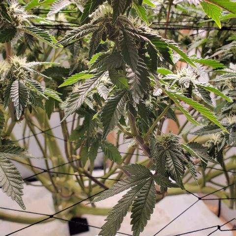 Glookies growlog timeline photo