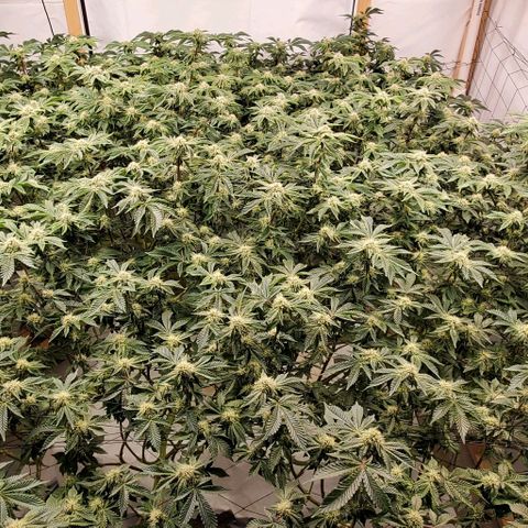 Glookies growlog timeline photo