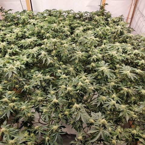 Glookies growlog timeline photo