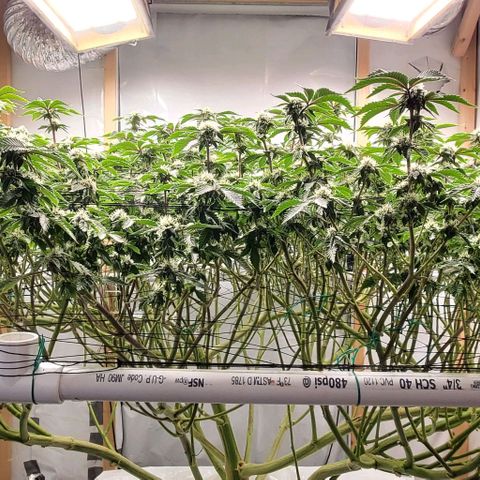 Glookies growlog timeline photo