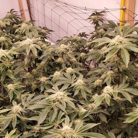 Glookies growlog timeline photo