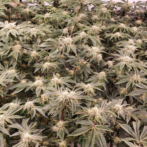 Glookies growlog timeline photo