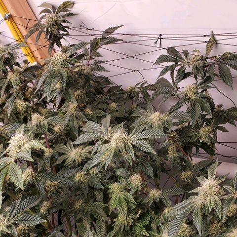 Glookies growlog timeline photo