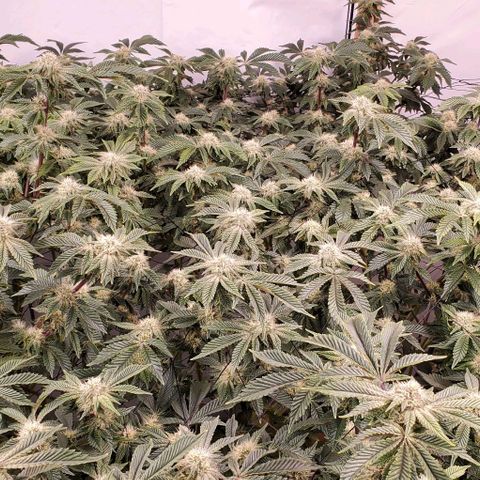 Glookies growlog timeline photo