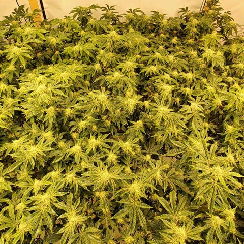 Glookies growlog timeline photo