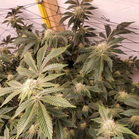 Glookies growlog timeline photo