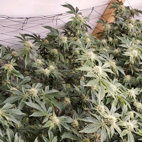 Glookies growlog timeline photo