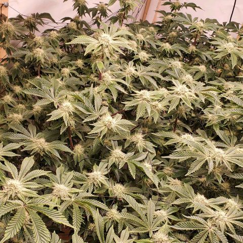 Glookies growlog timeline photo