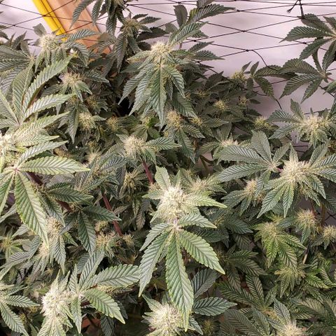 Glookies growlog timeline photo