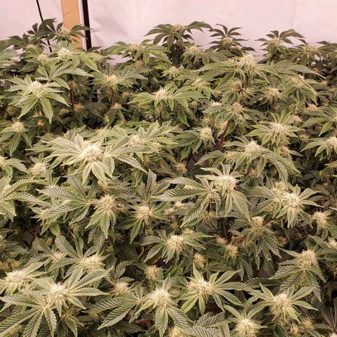 Glookies growlog timeline photo