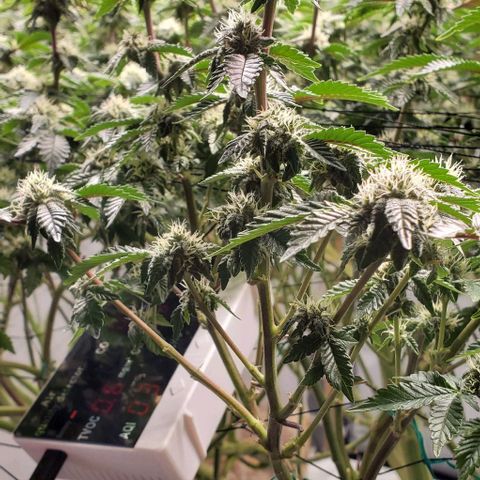 Glookies growlog timeline photo