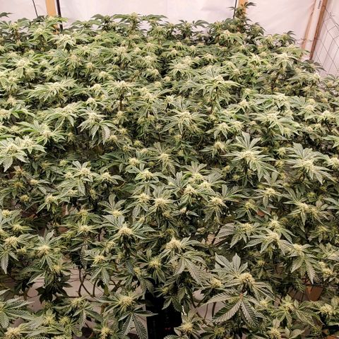Glookies growlog timeline photo