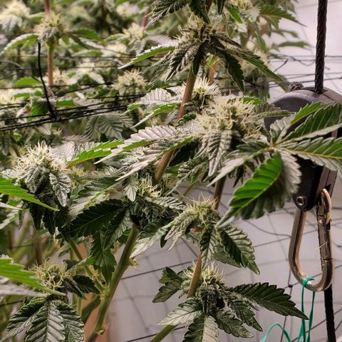Glookies growlog timeline photo