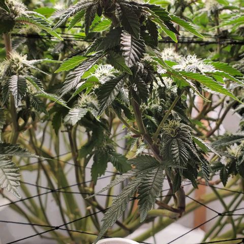 Glookies growlog timeline photo