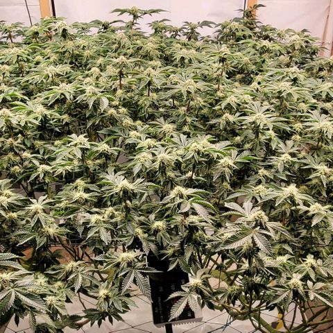 Glookies growlog timeline photo