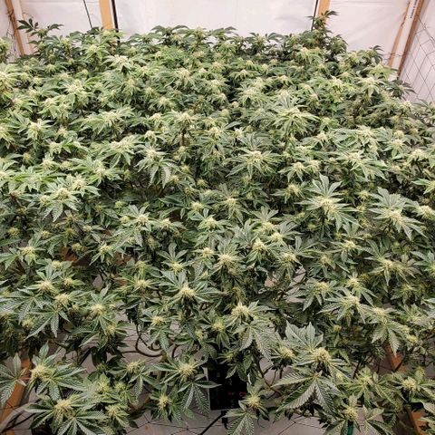 Glookies growlog timeline photo