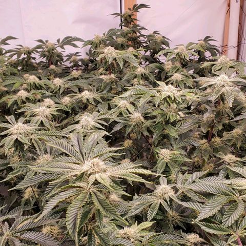 Glookies growlog timeline photo