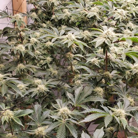 Glookies growlog timeline photo